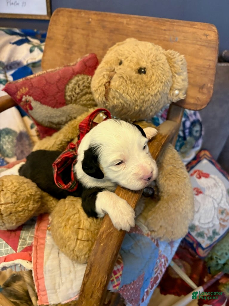Mini Aussiedoodle dogs Granger - Male - Ad 2
