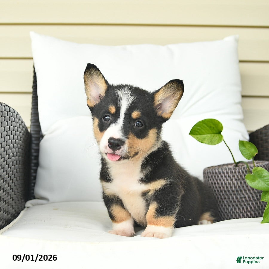 Welsh Corgi Pembroke dogs Bandit  - Ad 2