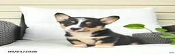 Welsh Corgi Pembroke dogs for sale: Bandit  - Ad 2