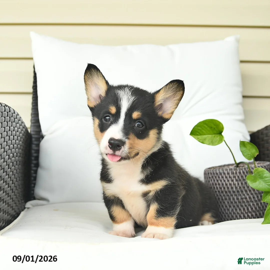 Welsh Corgi Pembroke dogs for sale: Bandit  - Ad 2