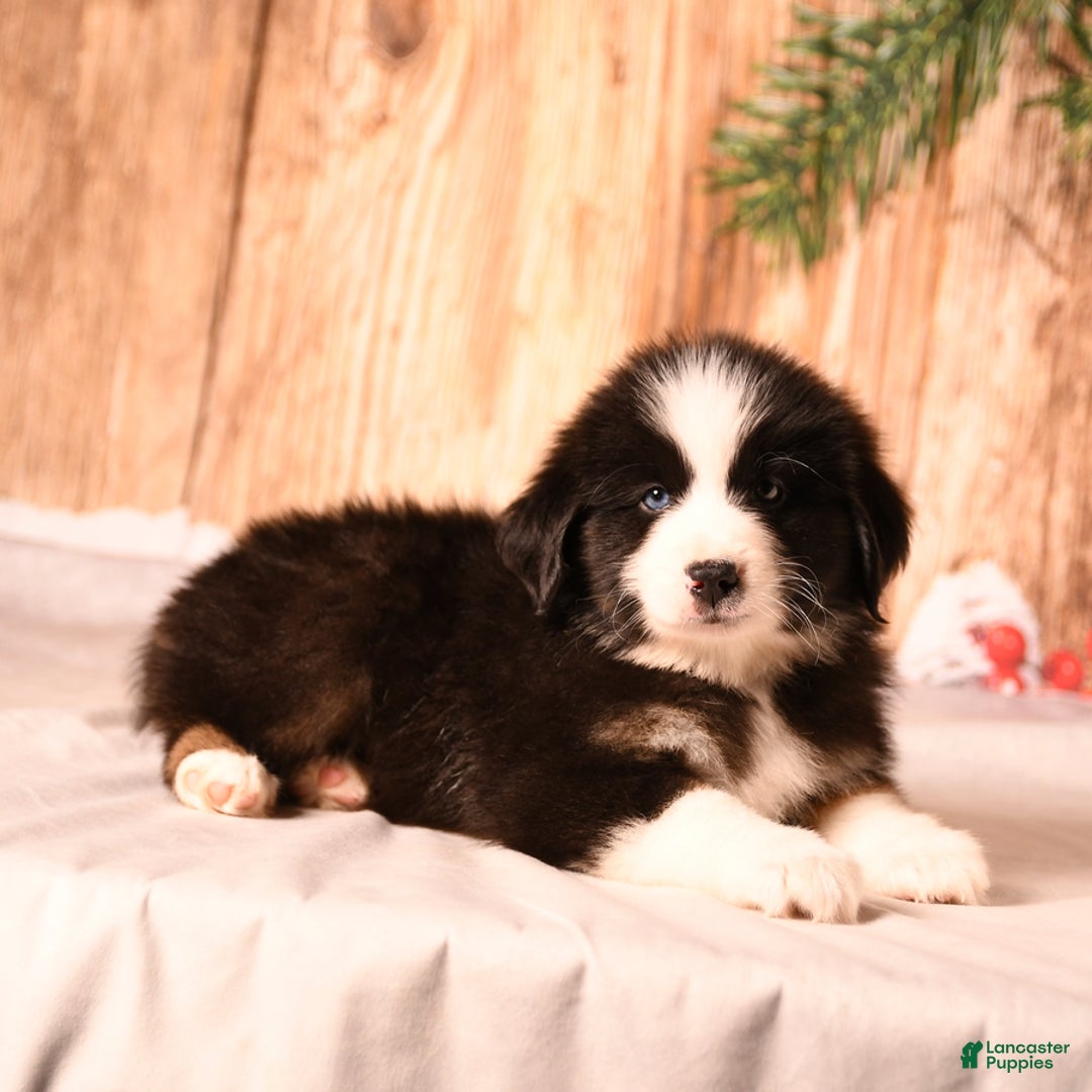 Miniature Australian Shepherd dogs for sale: North - Ad 4