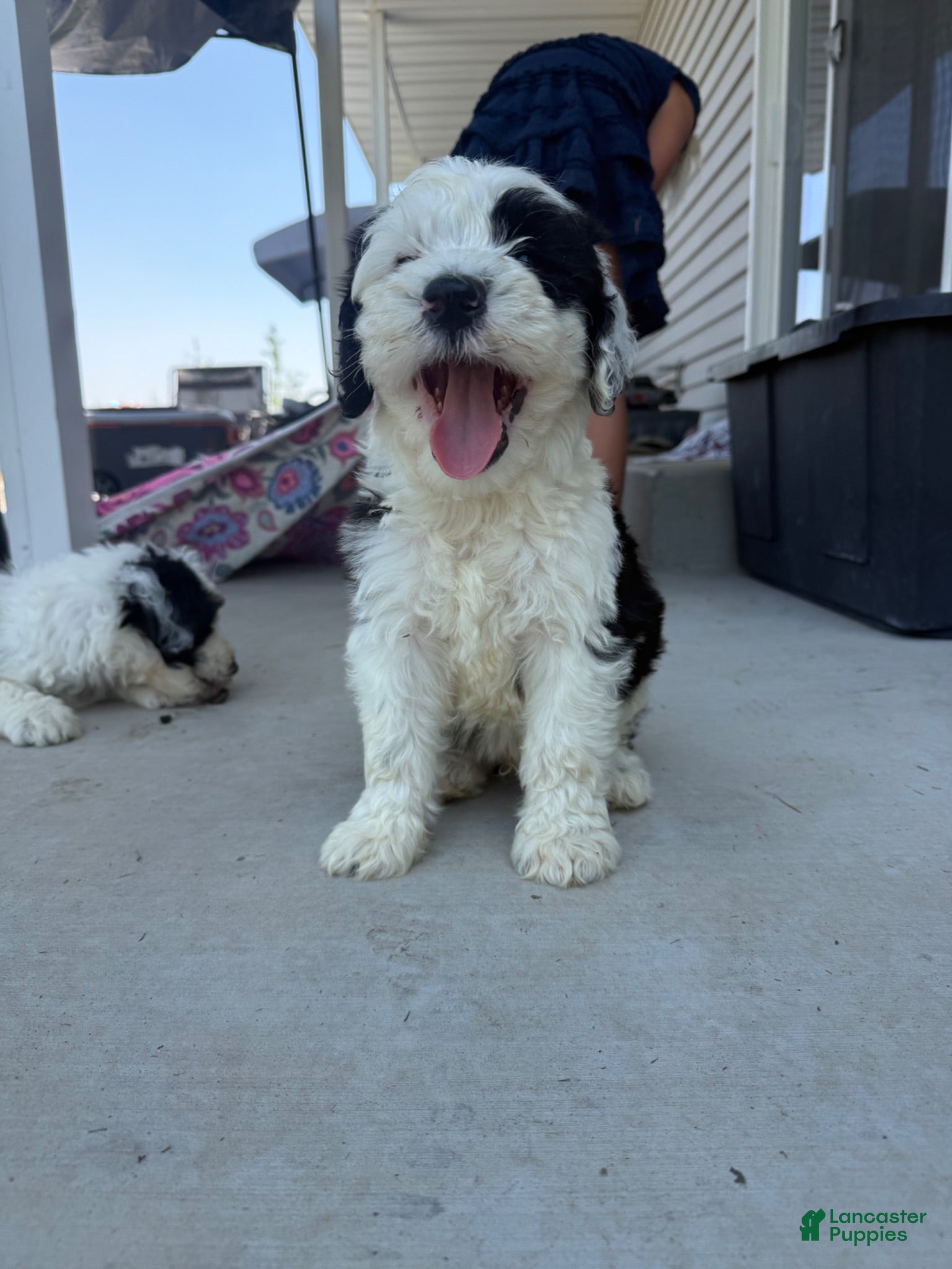 Sheepadoodle dogs Melvin - Ad 2
