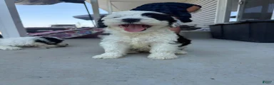 Melvin