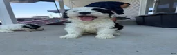 Sheepadoodle dogs for sale: Melvin - Ad 1