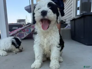 Sheepadoodle dogs Melvin - Ad 6