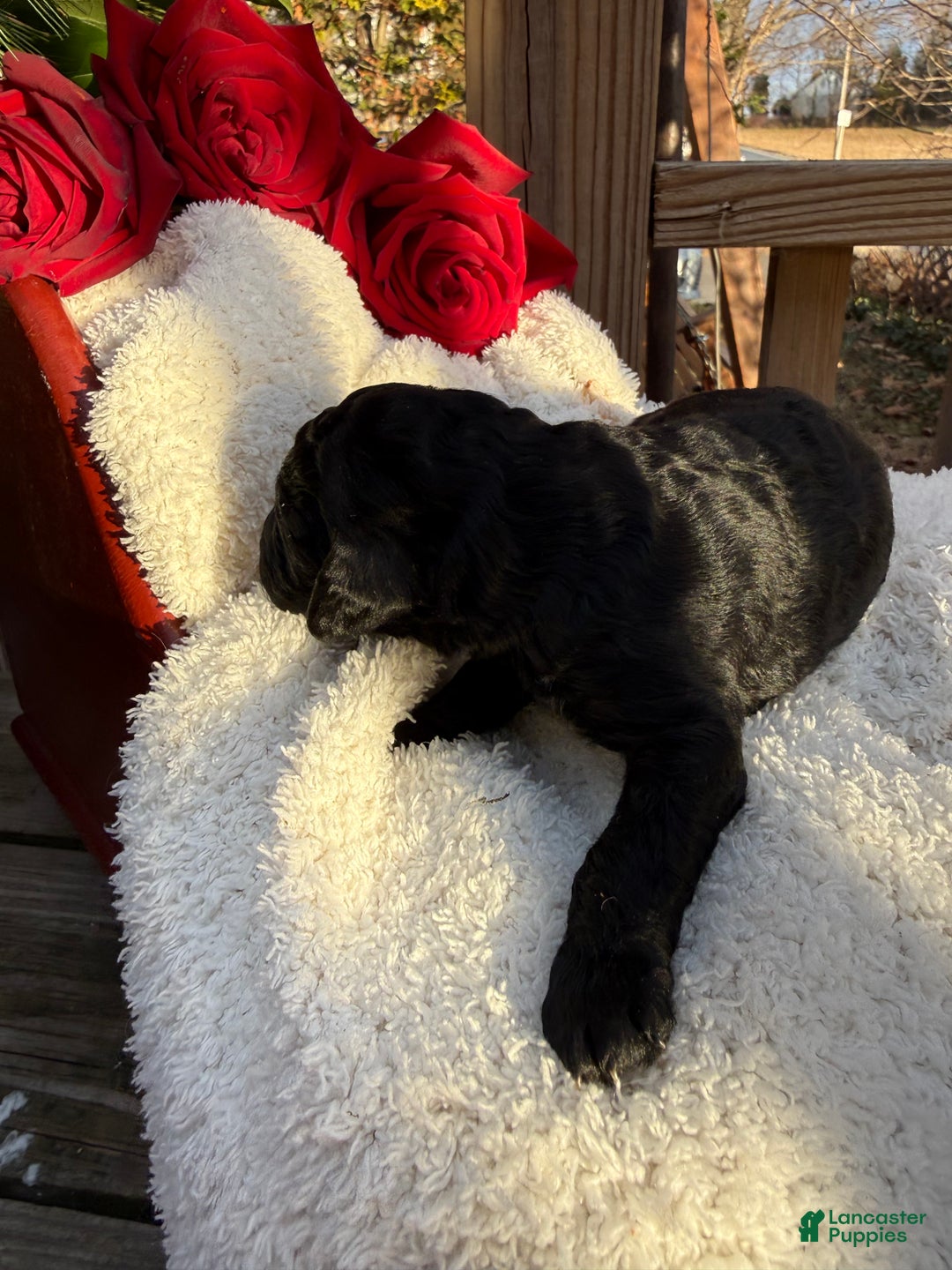 Goldendoodle dogs for sale: Coal - Ad 1