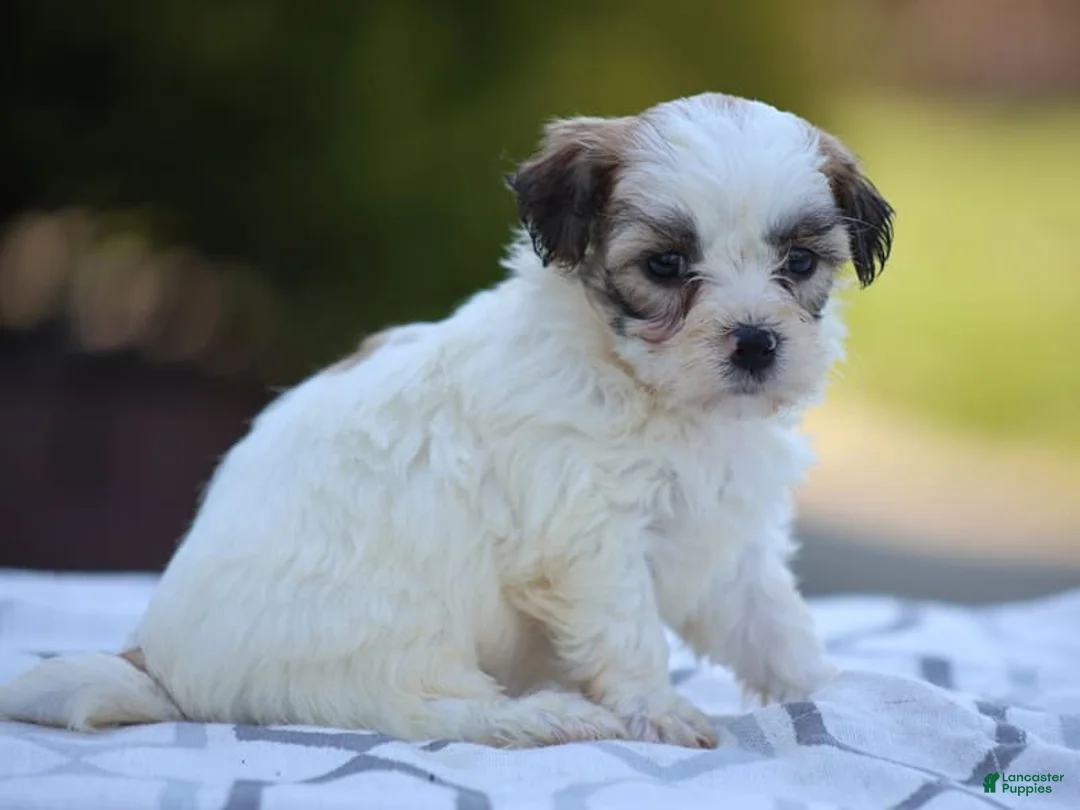 Mixed Breed dogs for sale: Daisy - Ad 2