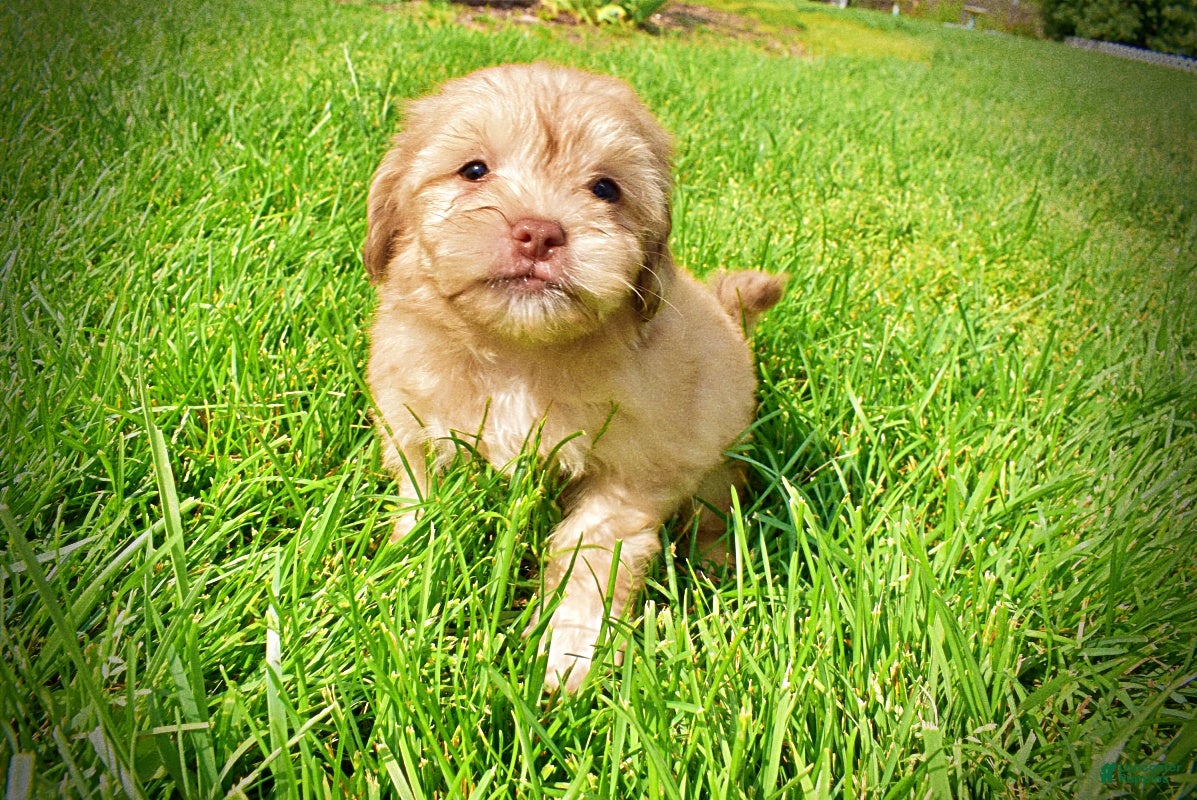 Havapoo dogs Peanut - Ad 1