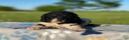 Standard Poodle dogs for sale: Winnie - Ad 5