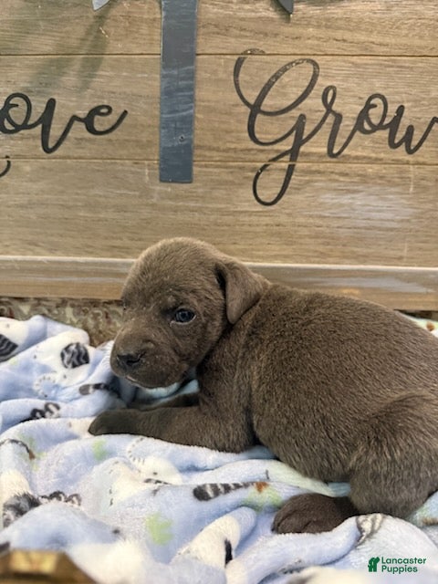 Cane Corso dogs Boy 1 - Ad 2