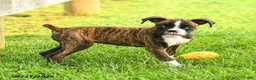 Boxer dogs for sale: Sadie - Ad 4