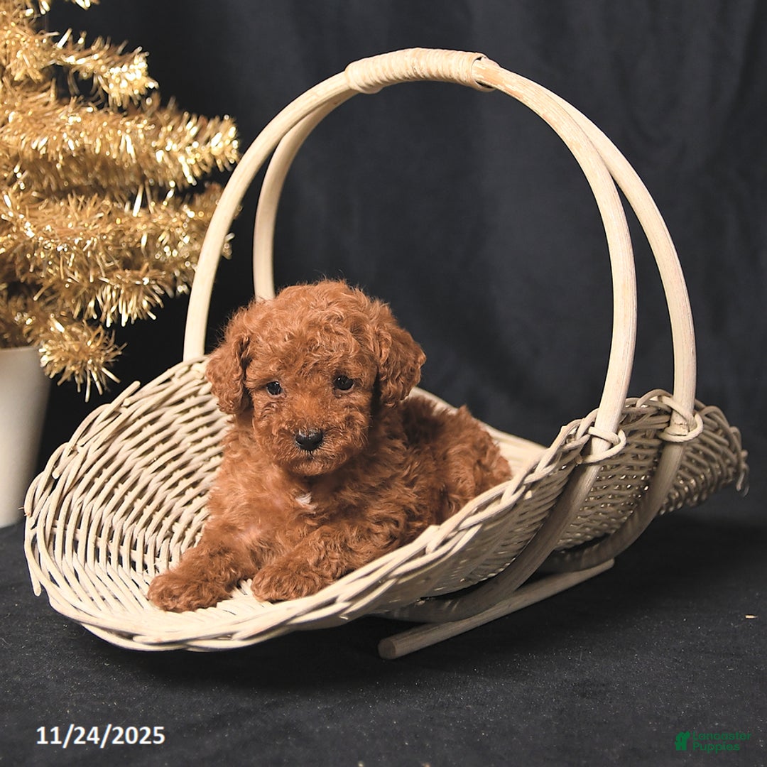 Toy Poodle dogs for sale: Tiny Benji - Ad 2