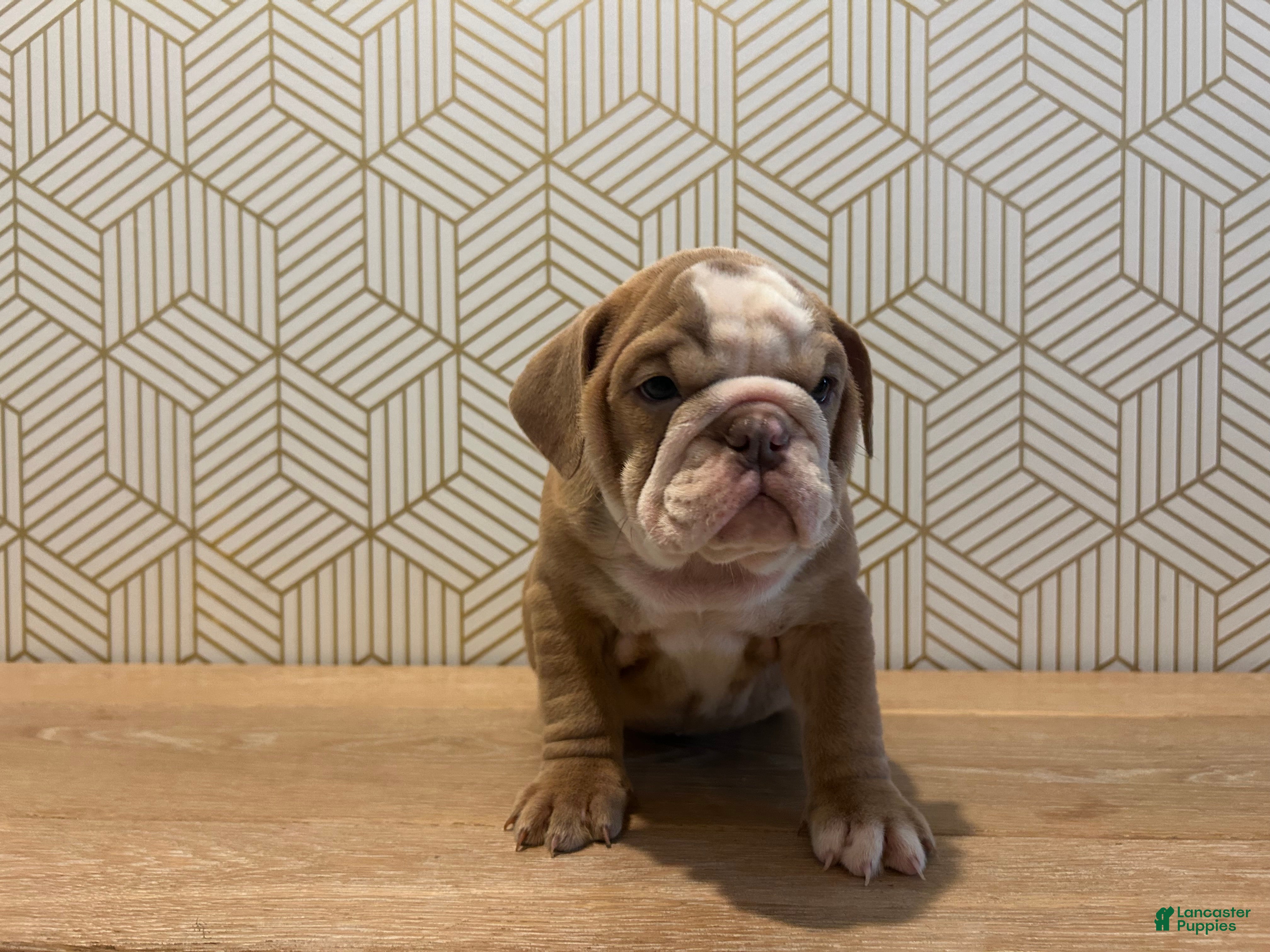 English Bulldog dogs Poppy - Ad 28