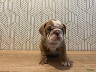 English Bulldog dogs Poppy - Ad 28