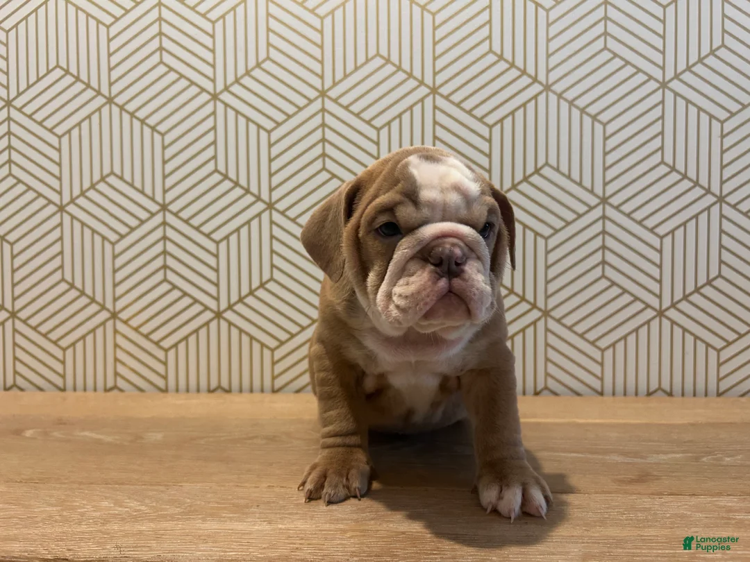English Bulldog dogs for sale: Poppy - Ad 1