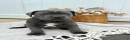 Cane Corso dogs for sale: Bruno - Ad 13