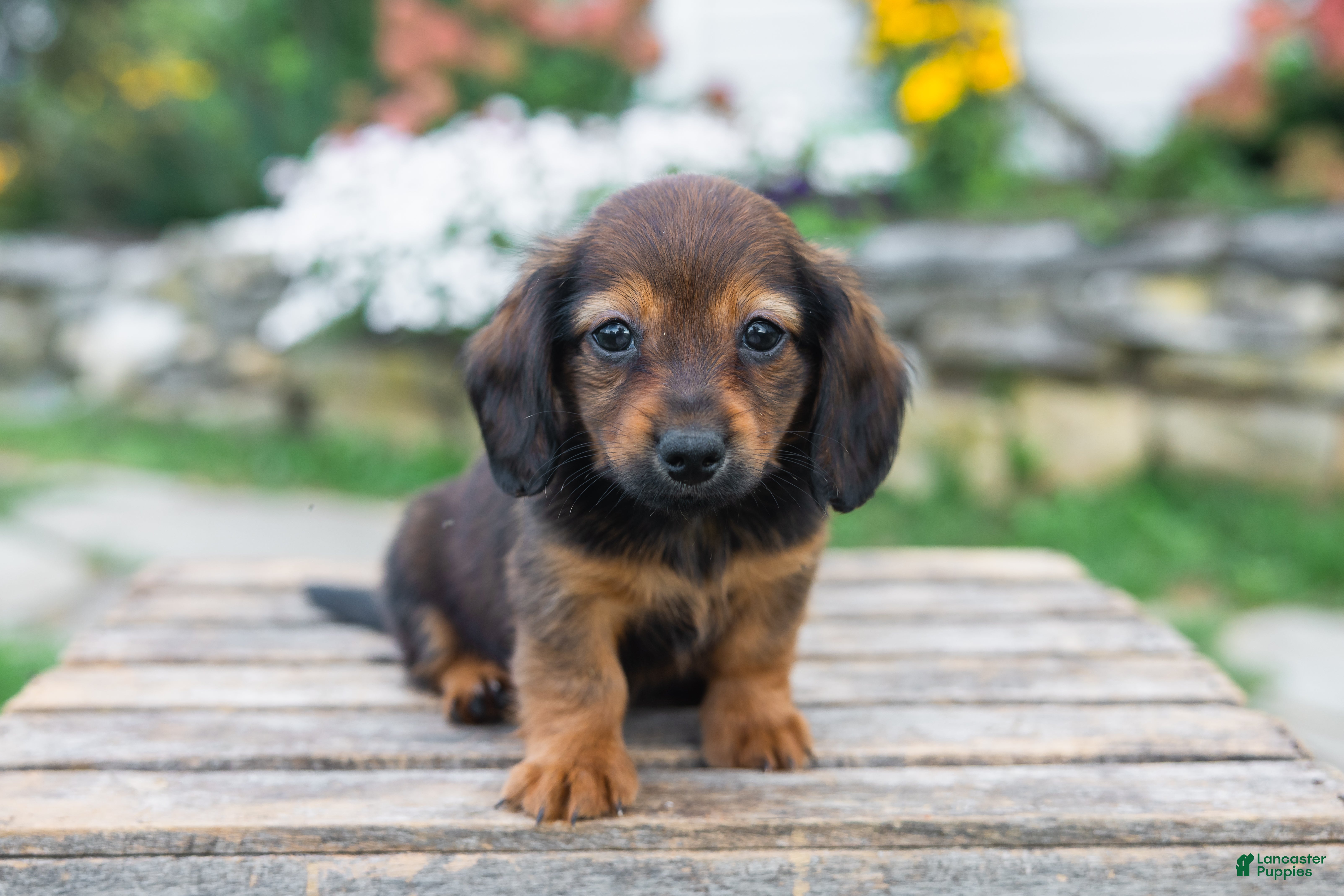 Miniature Dachshund dogs Gus - Ad 2