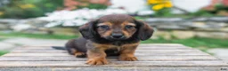 Miniature Dachshund dogs for sale: Gus - Ad 2