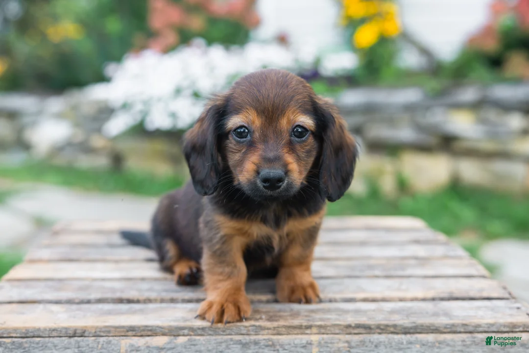 Miniature Dachshund dogs for sale: Gus - Ad 2