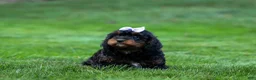 Cavapoo dogs for sale: Wanda 🐶 - Ad 13