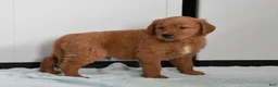 Golden Retriever dogs for sale: Walter    Genetic/OFA - Ad 15