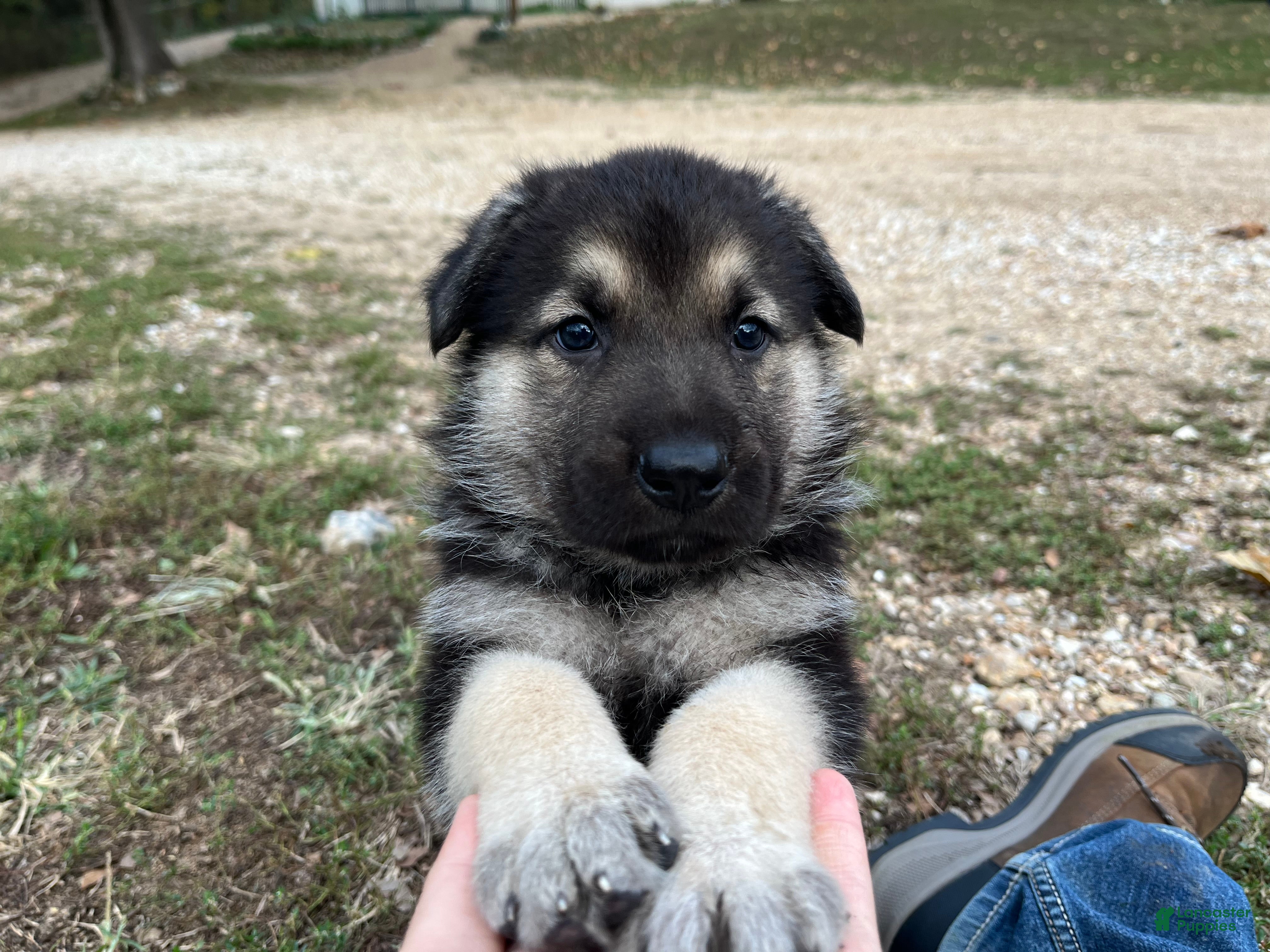 German Shepherd dogs Onyx - Ad 39
