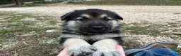German Shepherd dogs for sale: Onyx - Ad 1