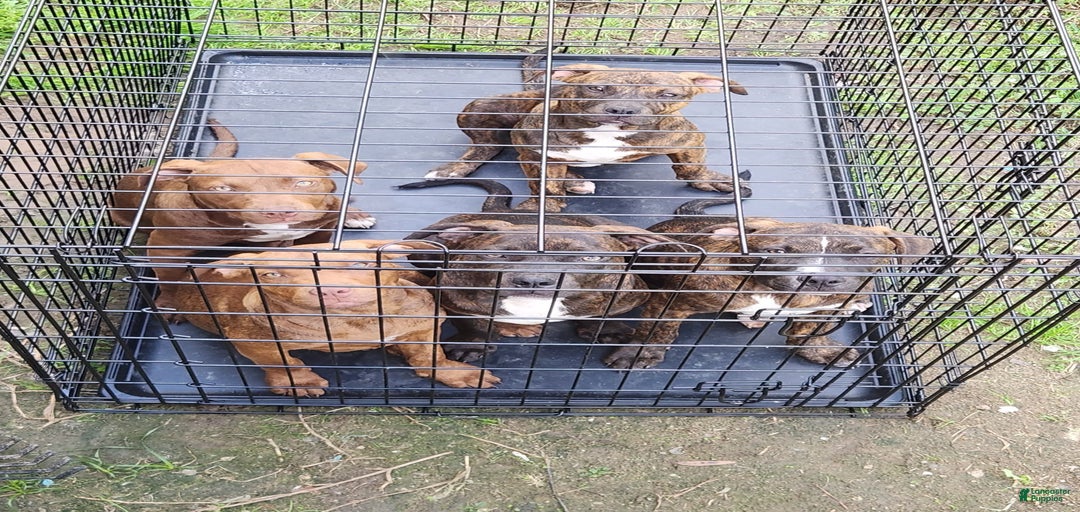 Gallery Image {{count}}