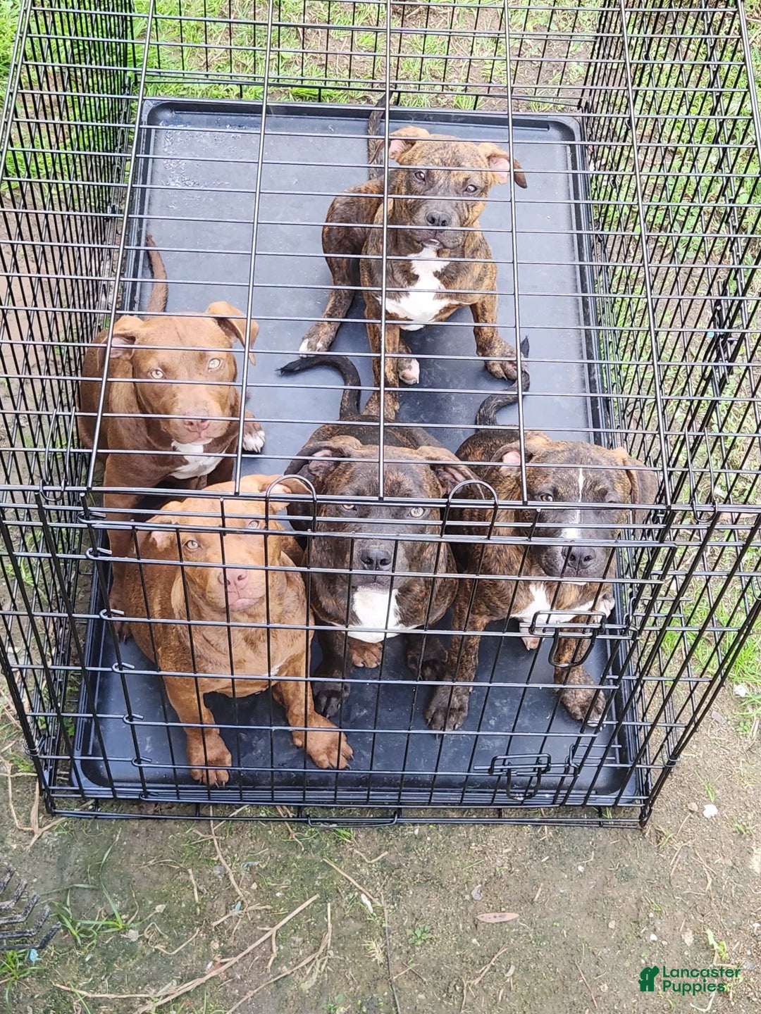 Gallery Image {{count}}