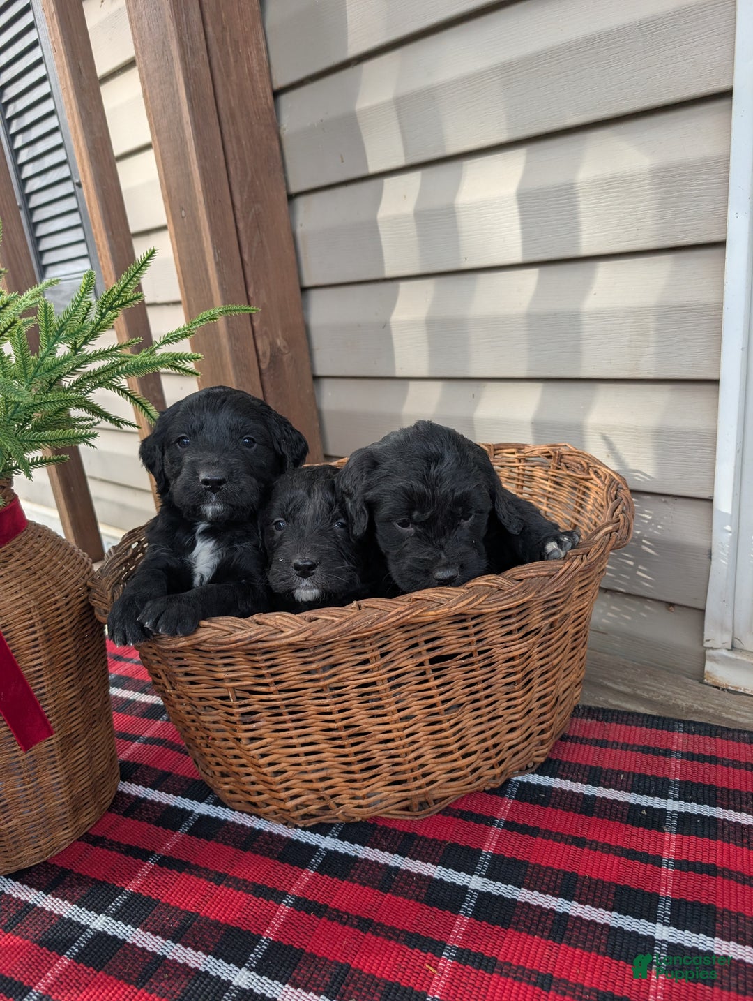 Mixed Breed dogs for sale: Reese  - Ad 2