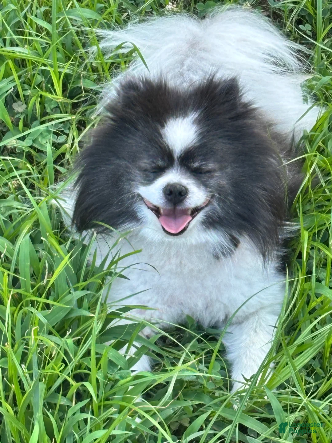 Pomeranian dogs for sale: Pomeranian 1: Hank - Ad 4