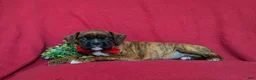 Boxer dogs for sale: Tyler - Ad 4