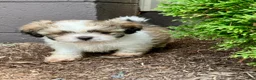 Shih Tzu dogs for sale: Tucker - Ad 3