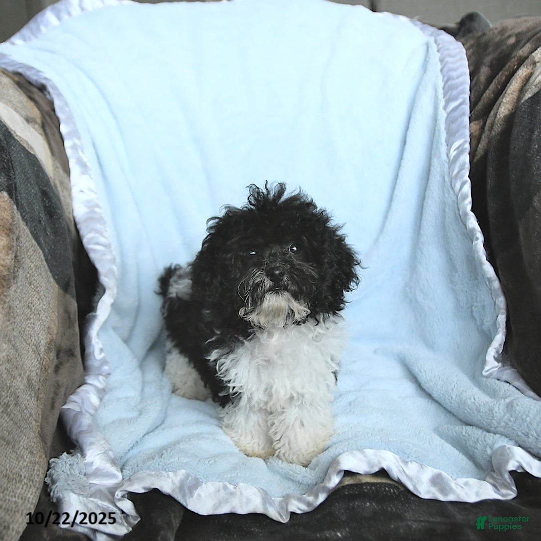 Toy Poodle dogs for sale: Kody - Ad 10