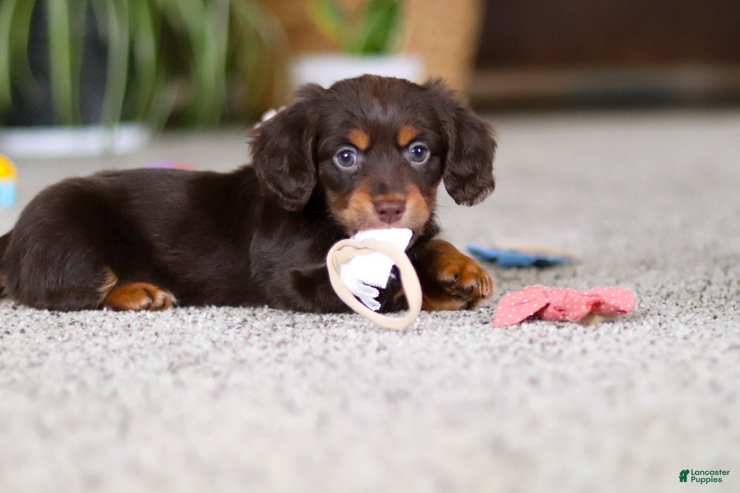Miniature Dachshund dogs for sale: Zoey - Ad 13