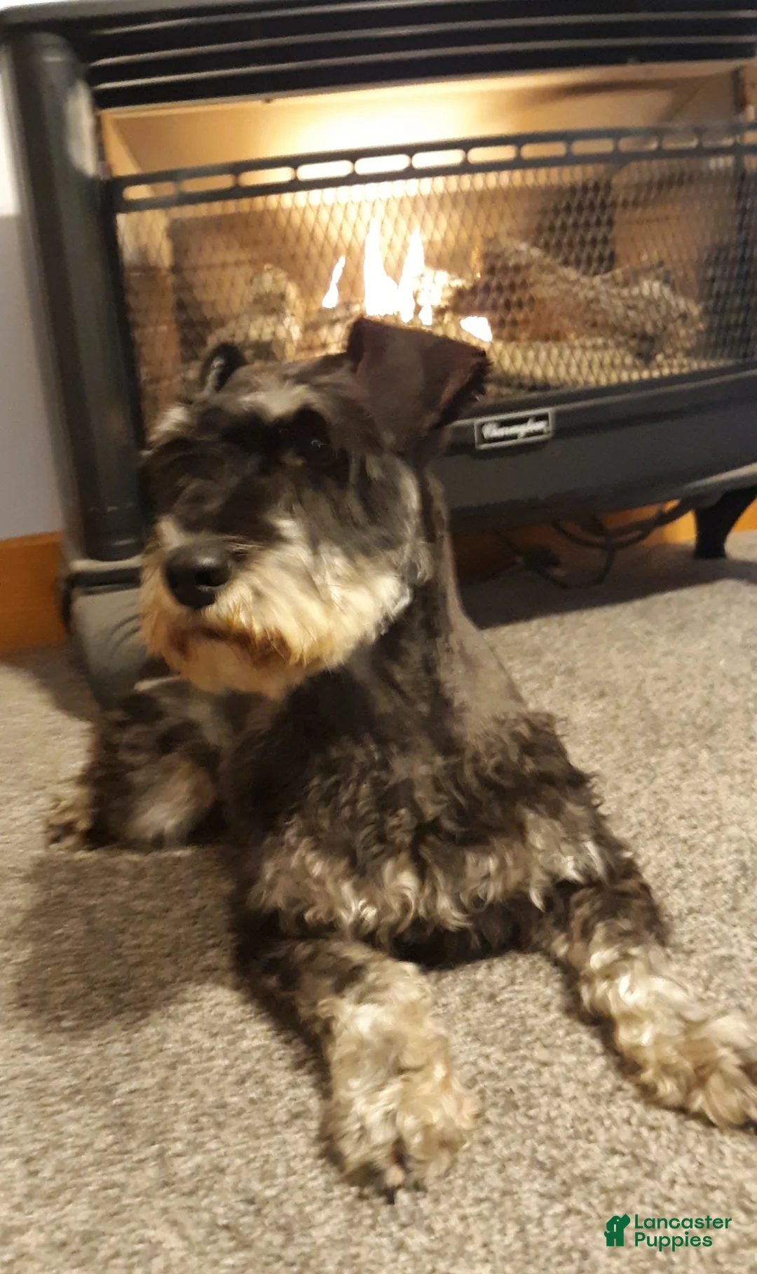 Miniature Schnauzer dogs for sale: AKC Sweet Pea - Ad 5
