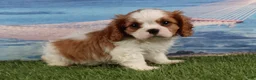 Cavalier King Charles Spaniel dogs for sale: Simon - Ad 4