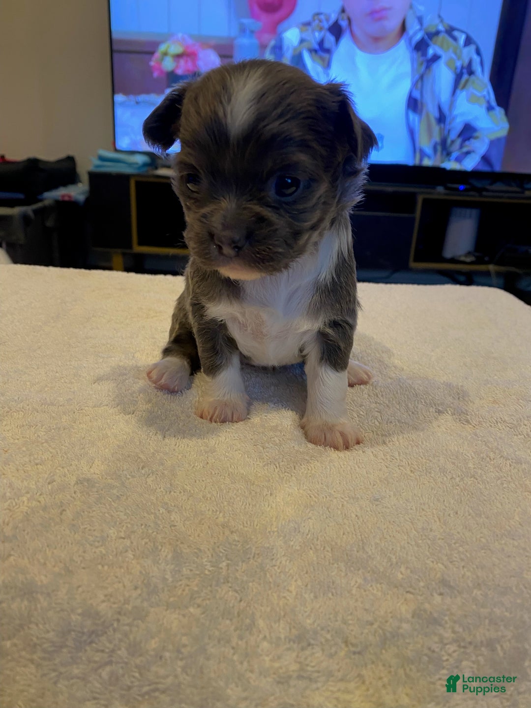 Chihuahua dogs for sale: Sesame - Ad 2