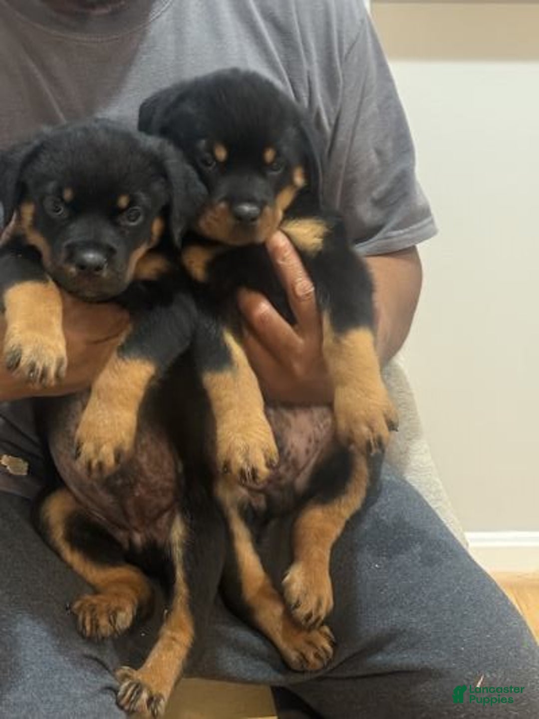 Rottweiler dogs for sale: Rottweiler Puppy 6 - Ad 9