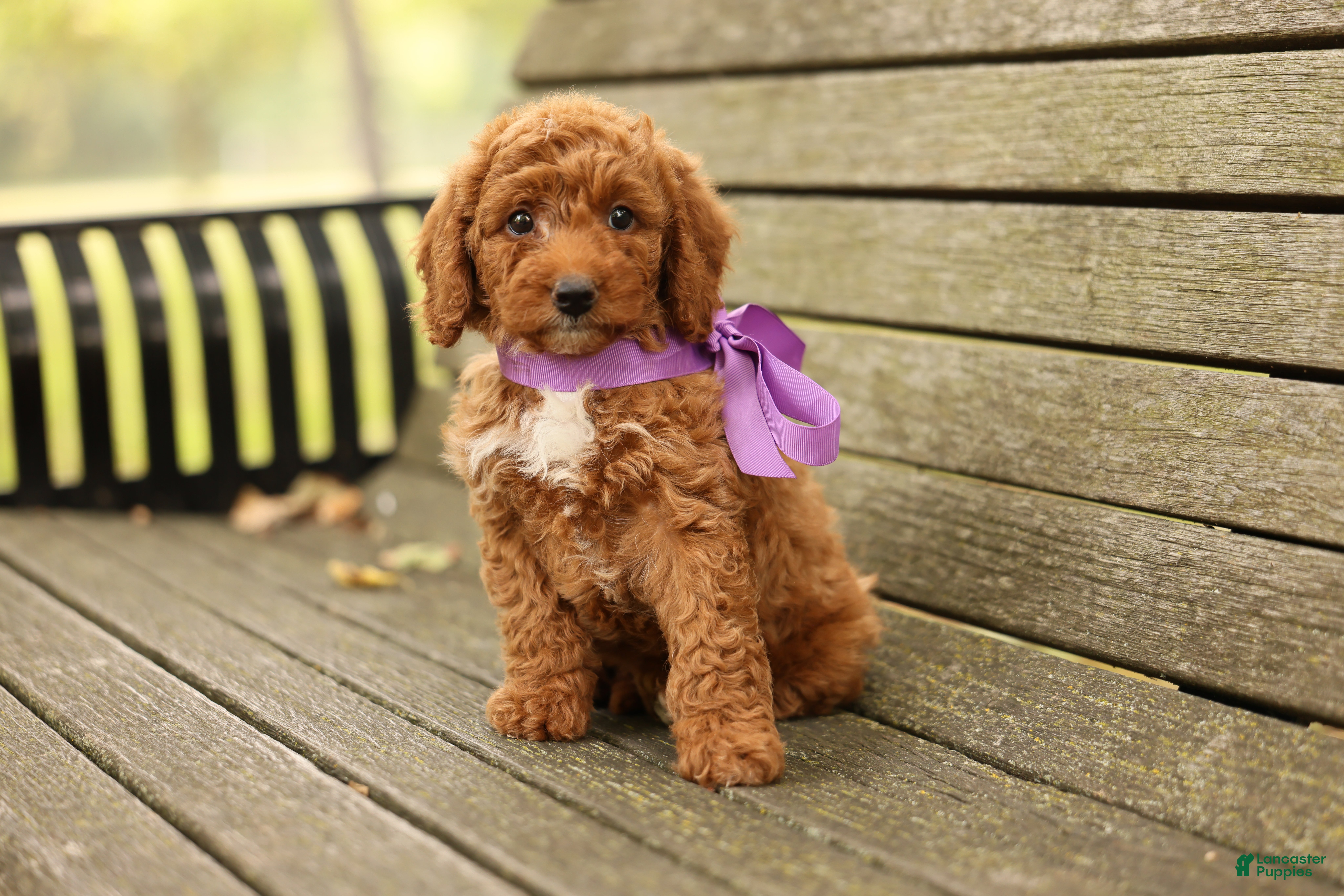 Mini Goldendoodle dogs Birdie - Ad 2