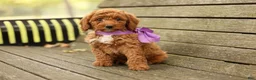 Mini Goldendoodle dogs for sale: Birdie - Ad 2
