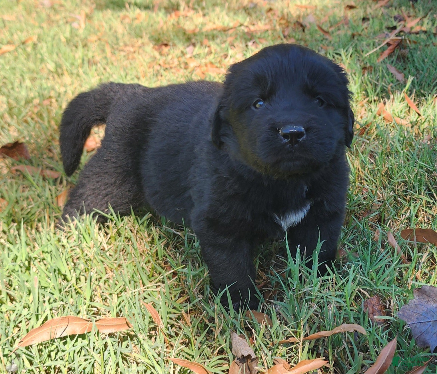 Newfoundland dogs Orange - Ad 1