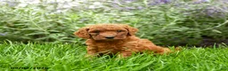 Miniature Poodle dogs for sale: Teddy - Ad 4