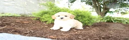 Cavapoo dogs for sale: Austin - Ad 6