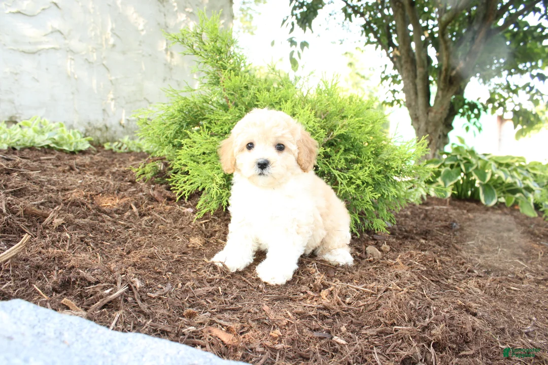 Cavapoo dogs for sale: Austin - Ad 6