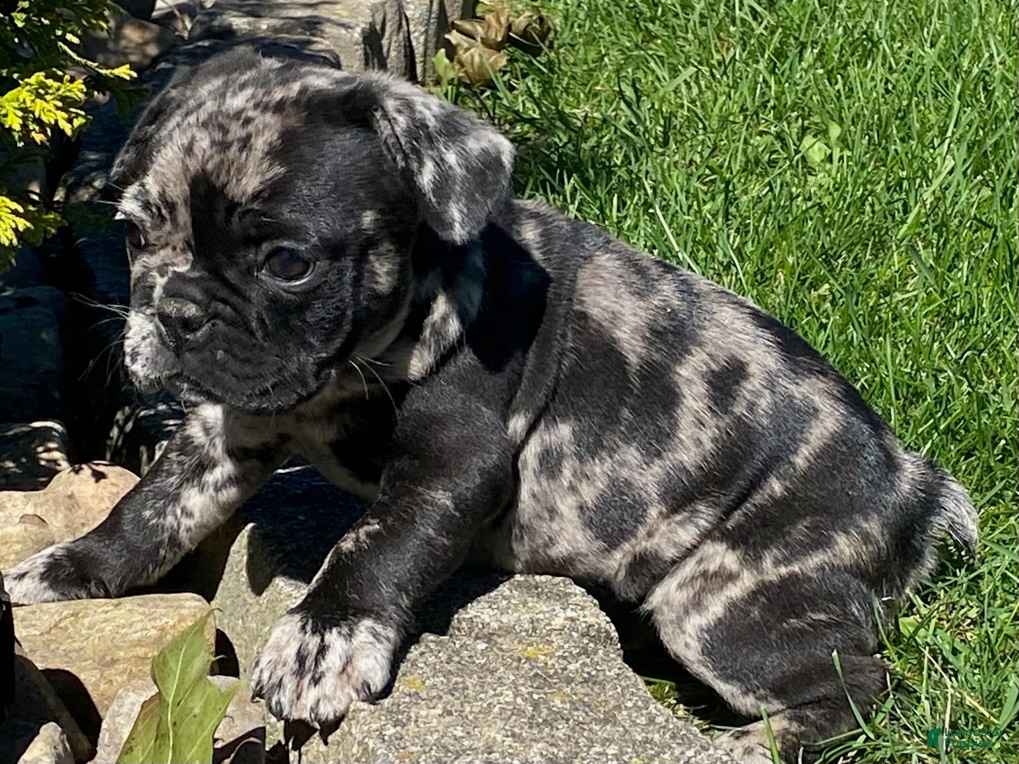 French Bulldog dogs Dawson - Ad 2