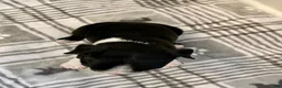 Boston Terrier dogs for sale: Boston Terrier Female 3 Puppy - Ad 2