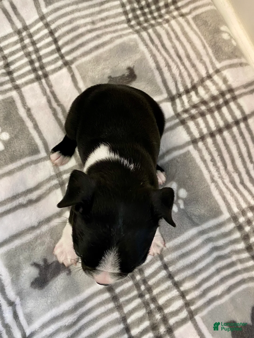 Boston Terrier dogs for sale: Boston Terrier Female 3 Puppy - Ad 2
