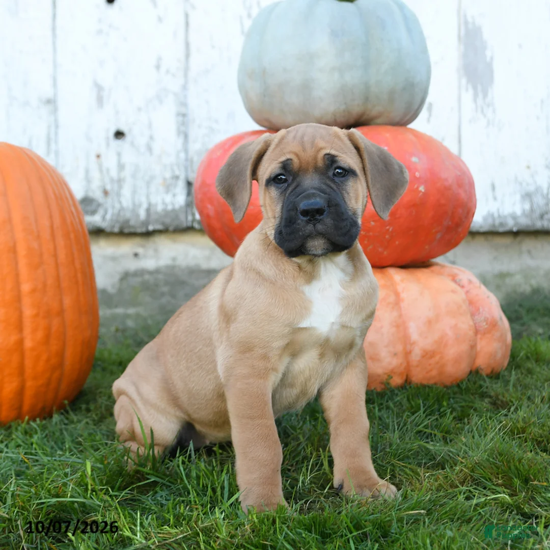 Cane Corso dogs for sale: Jolie - Ad 1