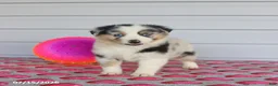Miniature Australian Shepherd dogs for sale: Ace - Ad 3